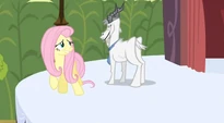 Fluttershy tries getting past the goat S2E19