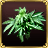 Hemp