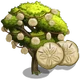 Giant Sand Dollar Tree-icon