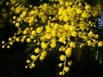 Mimosa
