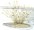 Pom petal.png