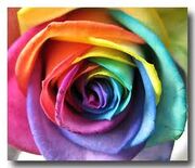 Wainbow