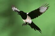 Magpie