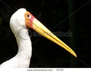 Pink bird