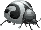 TaijituBeetleadult-male.png