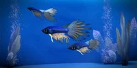 Illium Skald Fish