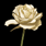 Inx White Rose