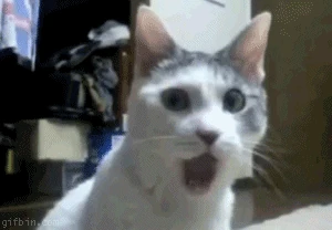 Ilkcs OMGcat
