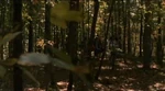 Woods