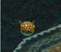 Puffer-fish taken from the water.PNG
