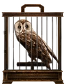 Tawny-owl-lrg.png