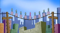 9Pigeons