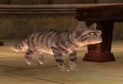Tabby Cat (McGonagall)