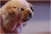 Headache puppy