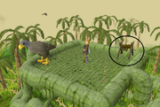 Karamja eagle eyrie