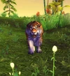AmurTiger