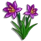 Grass Widow-icon