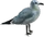 HO IShip Seagull-icon
