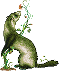 PrasineFerretAdult