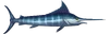 Fish 19