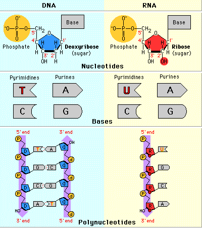 Dna Vs Rna Chart