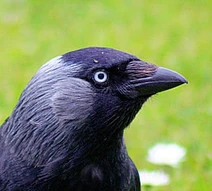 Crow