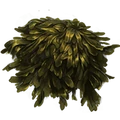 Algues gluantes.png