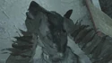 Breaking a Dog's neck