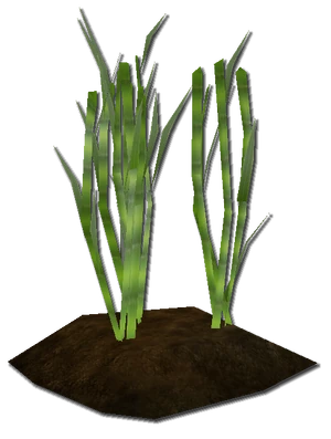 Sugar cane