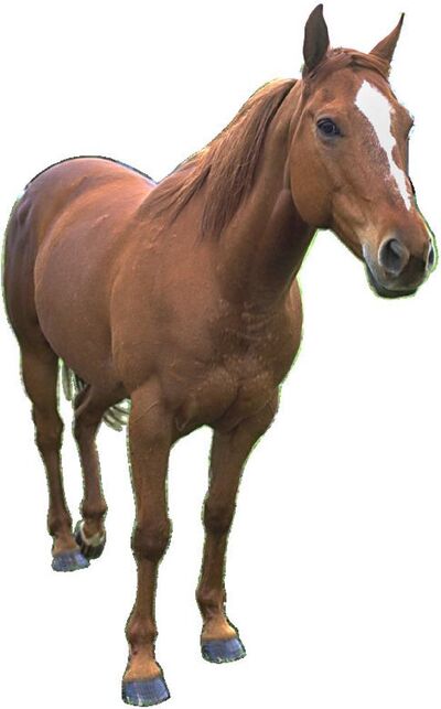 Horse 2
