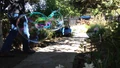 20120420guar in shade.jpg