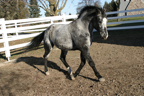 Flurrie