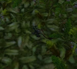 LizardHatchlingWP