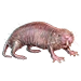 Item desertmolerat 01