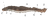 Lamprey