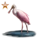 Item roseatespoonbill bronze 01