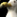IconSmall Gull