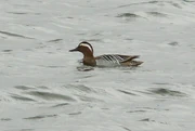 Garganey.jpg
