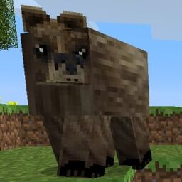 Bear