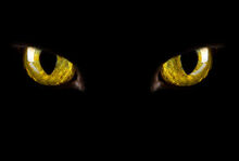 Cat2