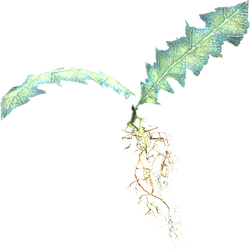 Nirnroot