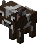 Calf