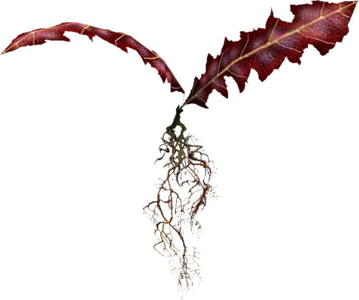 Crimson Nirnroot The Elder Scrolls Wiki