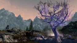 TESV The Sleeping Tree