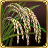Wetland Rice