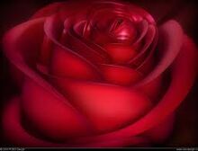 ImagesCACZSI4J