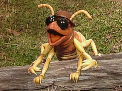 Termite1