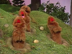 Gophers