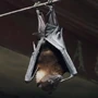 Chauve-souris.jpg