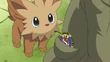 EP742 Lillipup